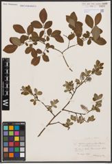 Salix aurita L. x Salix silesiaca Willd.